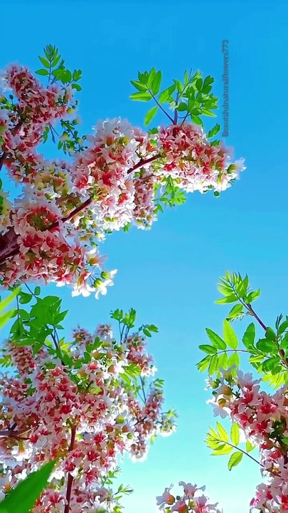 Xanthoceras sorbifolium tree _ yellow horn!#shorts