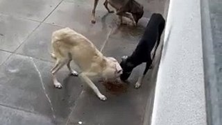 Operação contra maus tratos a animais apreende três cachorros na Ceilândia