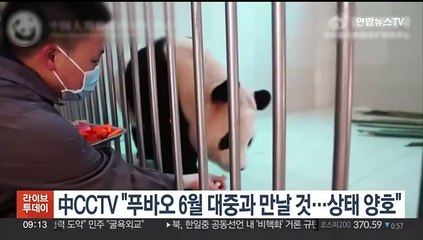 中CCTV "푸바오 6월 대중과 만날 것…상태 양호"