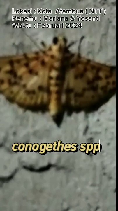 12. Conogethes spp