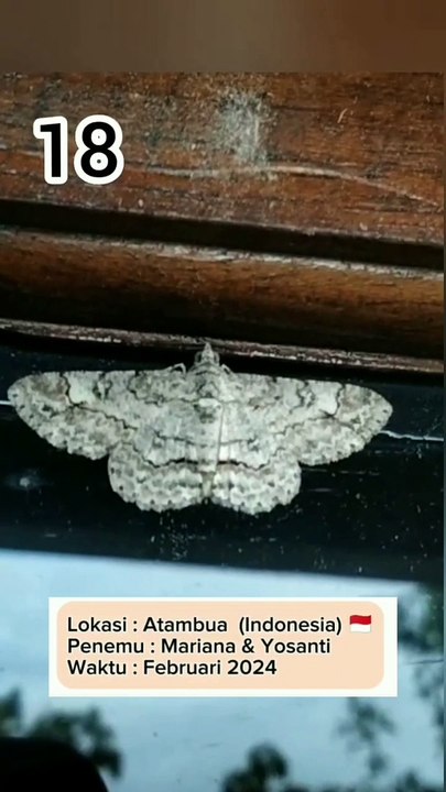 18. Iridopsis