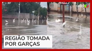 Garças surgem em avenida de Porto Alegre em meio a alagamento