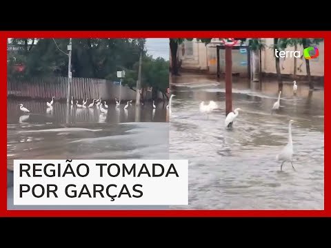 Garças surgem em avenida de Porto Alegre em meio a alagamento