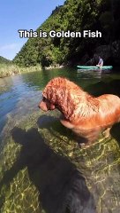 Very few pets like baths, but this one is swimming.