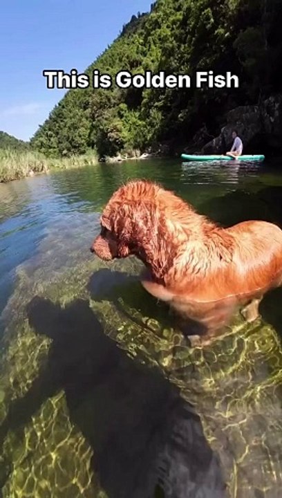 Very few pets like baths, but this one is swimming.