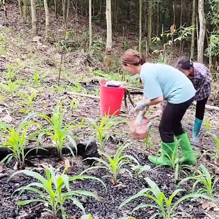 Fertilize and care for corn plants, grow bamboo and pick vegetables to sell at the market