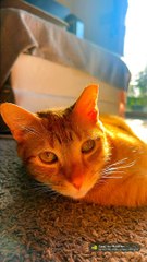 Salvator Basking susnset