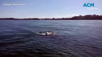 Humpack in Manning River May 2024