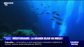 Méditerranée: des capteurs à ADN environnemental dévoilent la présence d'espèces rares et de poissons en voie de disparition