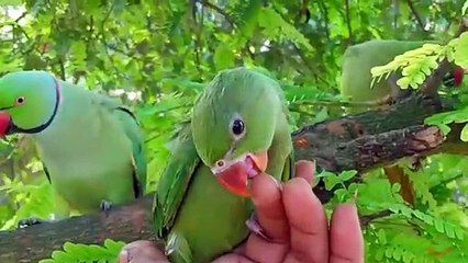 Parrot Calling Sounds