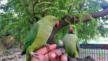 Loud Parrot Chirping _ Natural Parrot Sounds _ Parrot Calling Sounds