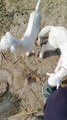 Beautiful cute animal baby goat video