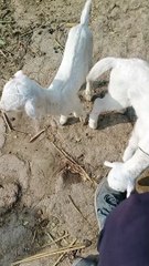 Beautiful cute animal baby goat video