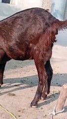 Beautiful cute animal baby goat video