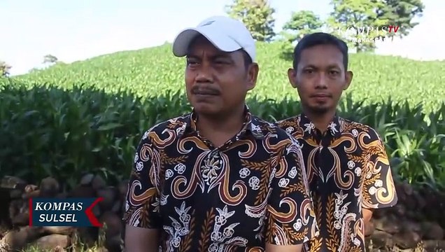 Harga Anjlok Bulog Pare-Pare Beli Jagung Petani