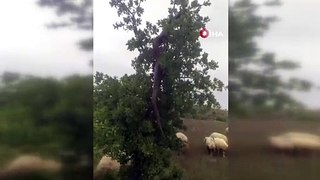 Elazığ'da ağaçta görülen 3 metre uzunluğundaki yılan görenleri korkuttu