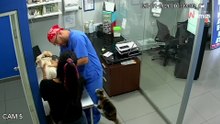 Veterinario pone el perro en la mesa: lo que hace al gato deja a todo Internet en shock