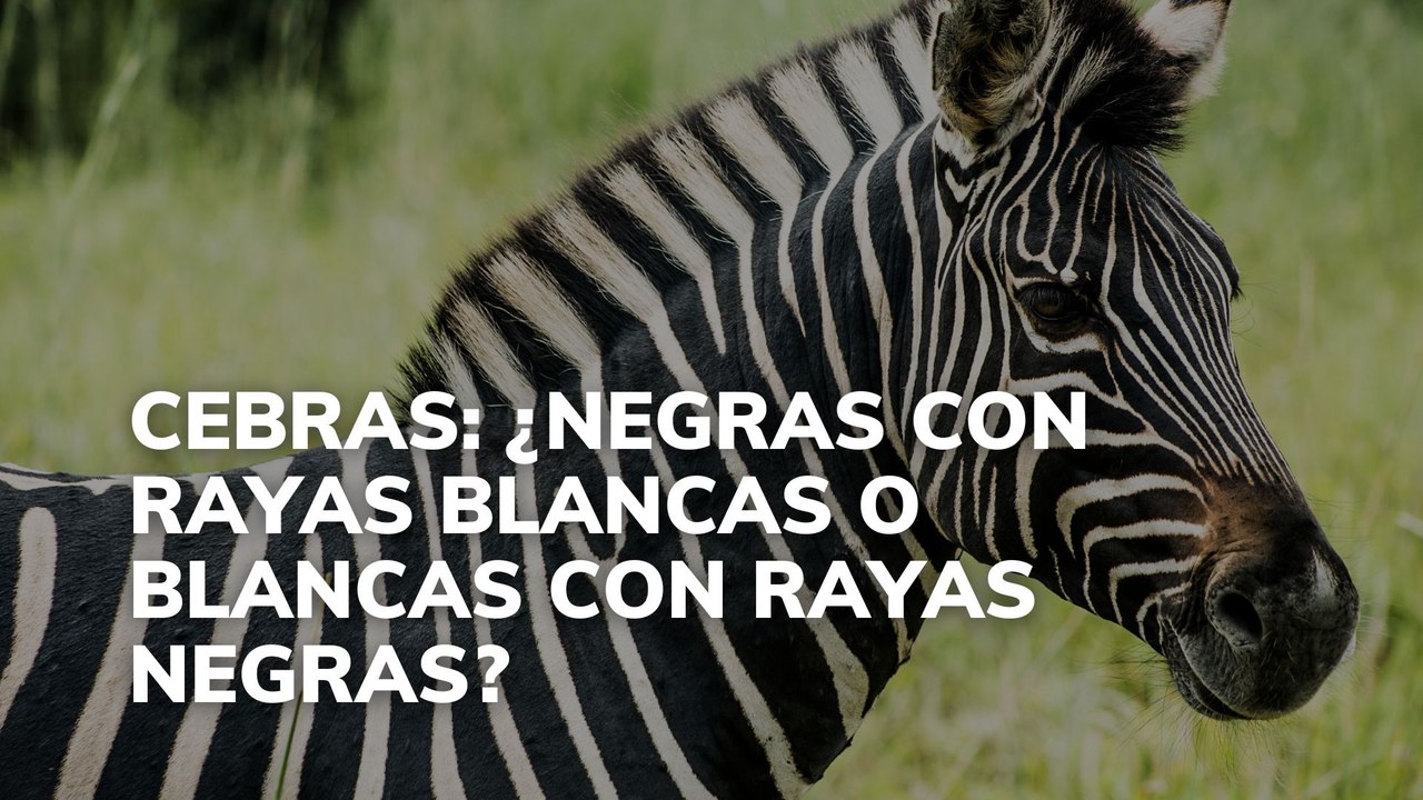 Cebras: ¿negras con rayas blancas o blancas con rayas negras?