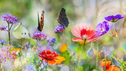 Relaxing Music Relieves Stress, Depression And Heals The Mind Sounds of Nature and Water Sounds