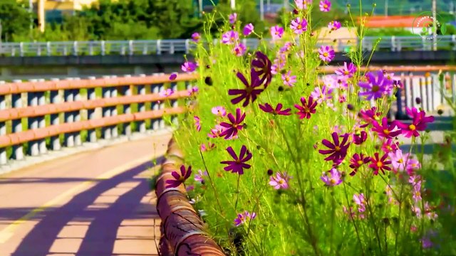 Beautiful Relaxing Music for Stress Relief ~ Calming Music ~ Meditation, Relaxation, Sleep, Spa