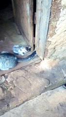 Cute cat playing with her kittens