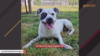 Shelter dog has been waiting 2 years for a home