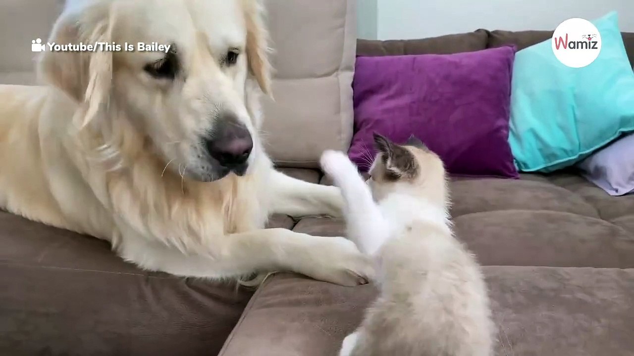Golden Retriever wacht auf, sieht Kätzchen und reagiert blitzschnell (Video)