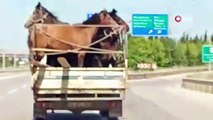 Kamyonet kasasında sıra dışı yolculuk! 5 adet atla şehir turu yaptı