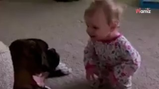 Baby sieht den Boxer-Hund: Was die beiden „besprechen“, ist wirklich fabelhaft!