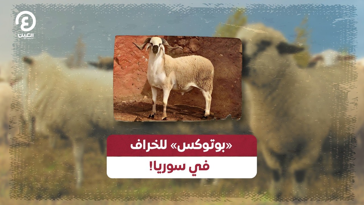 «بوتوكس» للخراف في سوريا!