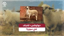 «بوتوكس» للخراف في سوريا!