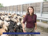 Reportage - Une transhumance estivale en bonne compagnie - Reportages - TéléGrenoble