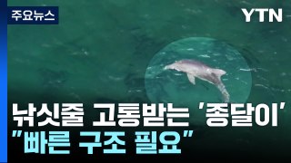 '시간이 없다'...낚싯줄 걸린 새끼 돌고래 종달이 빠른 구조 필요 / YTN