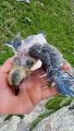 Baby Pigeon Perched on Hand || Adorable Moment Caught on Camera