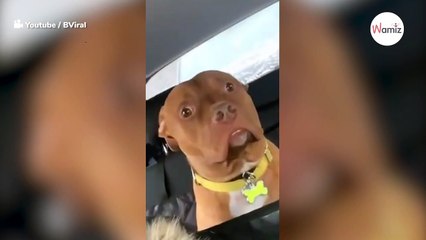 La reacción de este pitbull al darse cuenta de dónde lo llevan vale su peso en ORO (Vídeo)