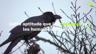 Le corbeau est l'unique animal autre que l'homme capable de compter à haute voix