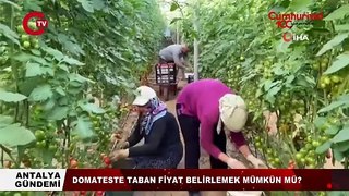 Antalyalı üreticiden alınan domatesin fiyatı İstanbul’a gelene kadar nasıl değişiyor?