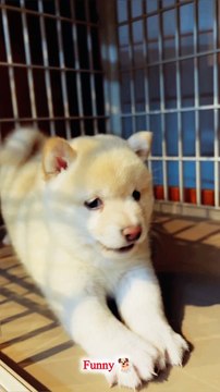 Adorable Puppy Whining in Funny Ways | Funny Dog Tricks puppy whining funny dog tricks cute puppy video