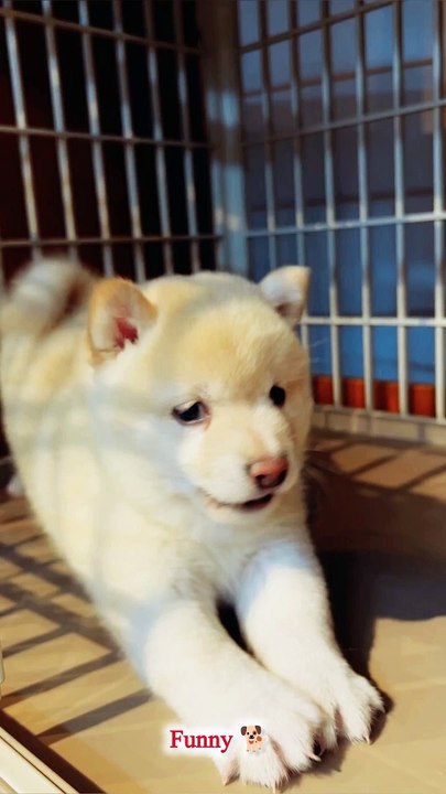 Adorable Puppy Whining in Funny Ways | Funny Dog Tricks puppy whining funny dog tricks cute puppy video