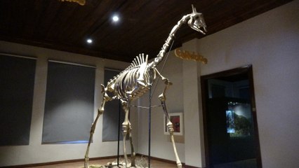 8,5 milyon yıllık fosiller bu müzede! Çocuklar buraya bayılıyor