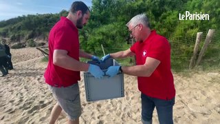 Soixante cinq tortues marines relâchées sur l'île de Ré