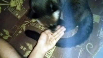 Bermain dengan musang pandan