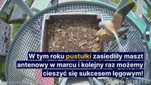 Gazeta Lubuska. Pustułki z Nadleśnictwa Sulechów