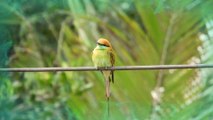 The 10 Most Colorful Birds on Earth | Colorful Birds in 4k