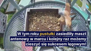 Pustułki rezerwa