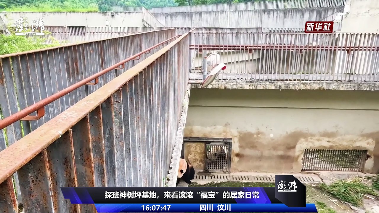 澎湃上直播直播-探班神树坪基地来看滚滚福宝的居家日常-百度直播