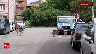 Erzurum'da sokak köpeklerinden kurtulmaya çalışırken merdivenlerden düştü