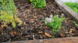 New raised beds in Tarring Park filled with sensory foliage