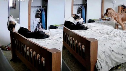 'Emotional Support Dog' Comes To Anxious Dog's Aid After Hearing Him Howl | Happily TV