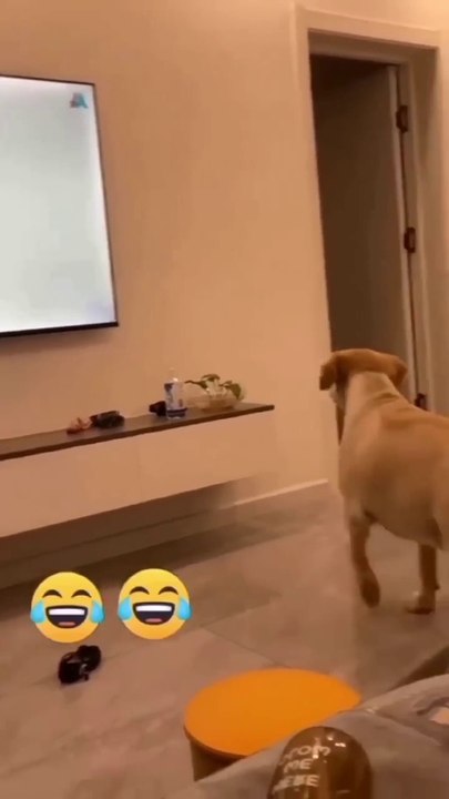 funny animals video #shortvideo #shorts